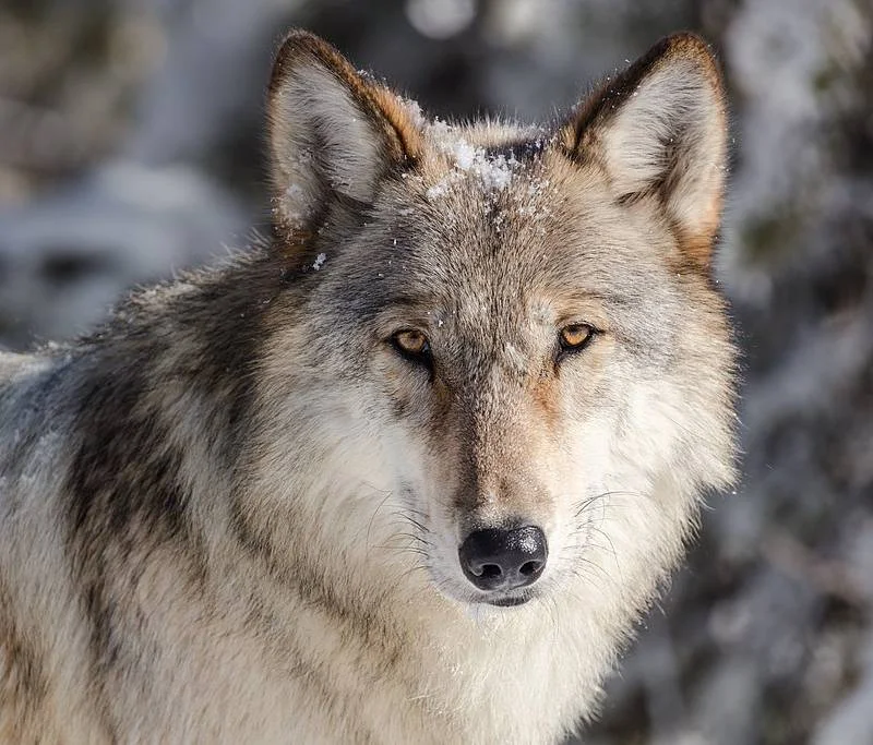 Wolf Watching in Lamar Valley | Elk Horn Lodge